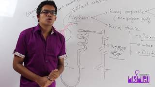 01 Excretion Part 02  রেচন পর্ব ০২  OnnoRokom Pathshala [upl. by Vonny520]