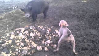 weimaraner Bonita and wild boar [upl. by Cybill836]