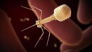 Canadian trial successfully uses phage therapy to stop lifethreatening UTI caused by superbug [upl. by Daub84]