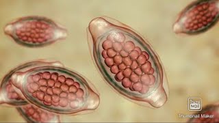 Trichuris Trichiura Whipworm Life cycle morphology fmge mci next neetpg [upl. by Sommer]