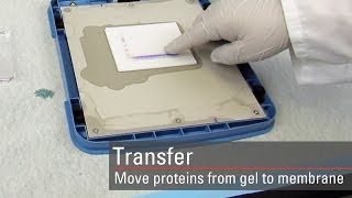 Transfer proteins to the membrane for Western blot analysis [upl. by Essilevi]