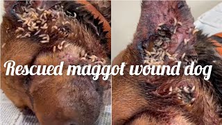 A maggot wound dog rescued maggots removed  AASRA came to help  ‎kranthidasvlogs [upl. by Standley]