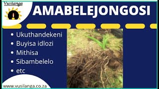 Amabelejongosi Vusilanga [upl. by Basile479]