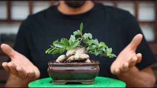 Ficus Ginseng julio 2024 [upl. by Moriarty]