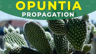 How to grow Opuntia cactus  Prickly pear from seeds [upl. by Sirtaeb]