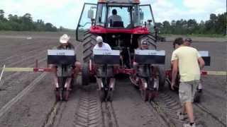 Planting Arundo Donax [upl. by Lander]