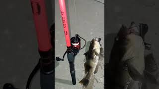 Night fishing Sand Bass Penn Fierce IV Alamitos Jetty Long Beach CA [upl. by Nolos140]