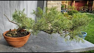 Der etwas andere WacholderBonsai [upl. by Landis645]