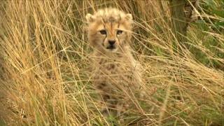 Keeper thrilled at cute baby cheetah cubs [upl. by Lihka]