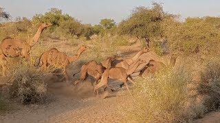 Camels Running Fast Video  Camels Jumping At Desert Area 🐪🐪 [upl. by Blaze]