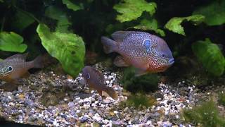 Lepomis megalotis Großohr Sonnenbarsch im Aquarium [upl. by Attikram]