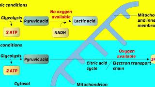 Anaerobic Respiration [upl. by Elkcim774]