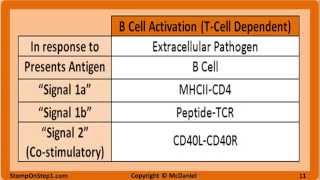 B amp T Cell Activation amp Development Cytokines MHC 1 CD40 TNF B7 IL 2 LTB4 CD4 CD8 [upl. by Lama298]