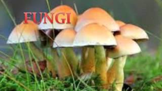 Diversity in Living Organisms  CBSE Class 9 IX Science [upl. by Auqinom]