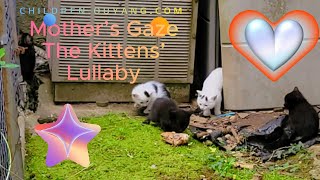 🎶The Mighty Kittens 5 Mother’s Gaze The Kittens’ Lullaby Mega Mix🎶 Kids Music Video🎶💖🐱 [upl. by Augusto]