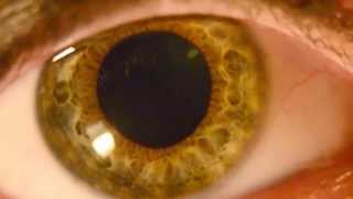 Pupil Constriction and Dilation HD Macro Nikon D5100 Detailed Dark Green Iris [upl. by Hurwit931]