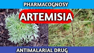 Artemisia Pharmacognosy  Antimalarial Crude Drug  New Syllabus [upl. by Seessel]