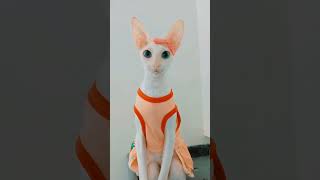 Cornish Rex [upl. by Burtis]