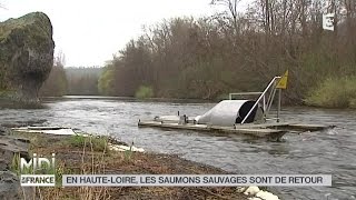 VU DICI  En HauteLoire les saumons sauvages sont de retour [upl. by Leimaj]