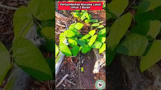 Pertumbuhan Mucuna bracteata Lokal Umur 2 Bulan [upl. by Laved]