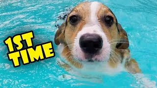 CORGI TRIES SWIMMING LESSONS FOR THE 1ST TIME  Life After College Ep 493 [upl. by Alger]