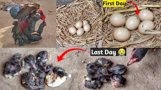 Place the Thailand hen eggs under the aseel hen  Out of 5 eggs 5 chicks hatched [upl. by Magavern]