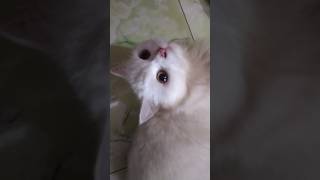 Try talk shorts viralvideo talkcat [upl. by Rahab]