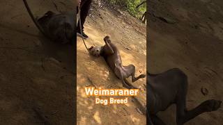 Weimaraner Dog Breed satisfying cutedog dog pet  hiking nature adventure subscribe [upl. by Euphemia]