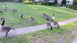 Capital Naturalist Canada Goose Hissing [upl. by Hayley]