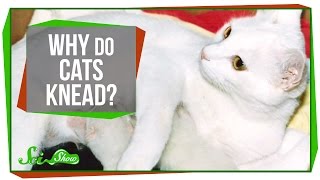 Why Do Cats Knead [upl. by Cornew]