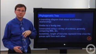 Phylogenetic Tree [upl. by Falda72]