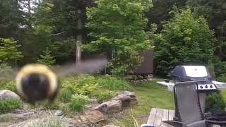 Camera Attacked by Bee Bee flys into camera [upl. by Vaughan944]