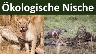 Ökologische Nische ein Prinzip der Konkurrenzvermeidung  Biologie Ökologie Teil 8 [upl. by Keele]