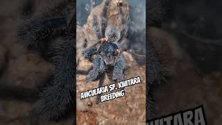 Avicularia Sp Kwitara breeding Subscribe to find out if I was successful spider tarantula [upl. by Bullard465]