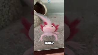 Axolotl The Amazing Salamander That Regenerates Limbs animals animalfacts facts [upl. by Ahsiema]