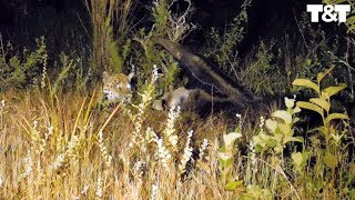 Giant Anteater Fights Off Hungry Jaguar [upl. by Cheffetz]