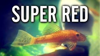 Unboxing Live Super Red Bristlenose Plecos [upl. by Cece]