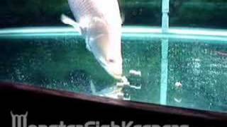 Feeding Golden Barramundi by Neoprodigy  MonsterFishKeepers [upl. by Aenal]