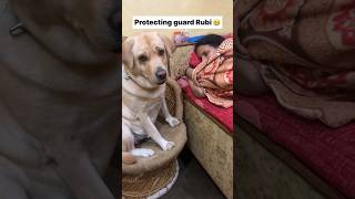 Rubi 😻  labra rubi  youtubeshorts shorts labrador doglover funny cute emotional songs [upl. by Aenej998]