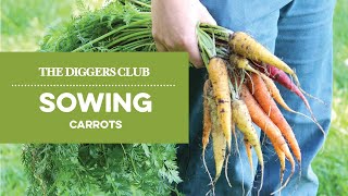 How to sow carrots [upl. by Habas619]