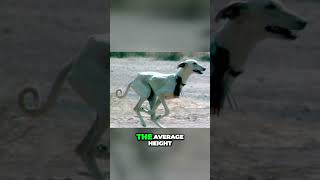 Meet the Azawakh  Lean But Powerful Dog Breed [upl. by Braca159]