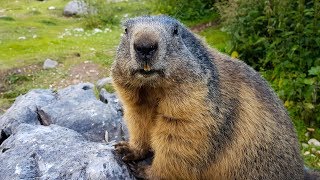 Zahme Murmeltiere an der Bachlalm Filzmoos [upl. by Nirrok776]