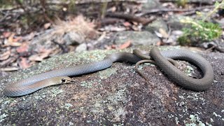 Yellow faced whip snake [upl. by Janna]