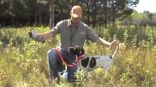 Free Hunting Dog Training Videos  Willow Creek Kennels  Positive Reinforcement Training [upl. by Tsai868]