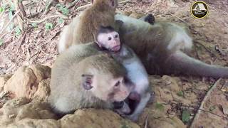 Crazy Monkey Bar  Tamarindo Beach  Costa Rica  Nightlife [upl. by Eira]