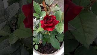 How to Grow Roses Plant at Home 🌹 💐 Propagation of Roses plants shorts flowers [upl. by Ecirual433]