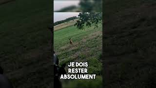 Une Chevrette Aboie à Quelques Mètres  animaux chasse nature [upl. by Seale]