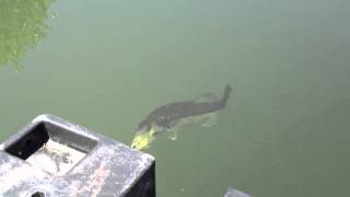 Big bass eats bluegill [upl. by Roxanne]