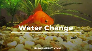 Goldfish Care Changing Your Water [upl. by Naujaj]