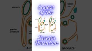 What are the layers of greater omentum Formation of greater omentum shorts peritonealfolds [upl. by Refinnaj]